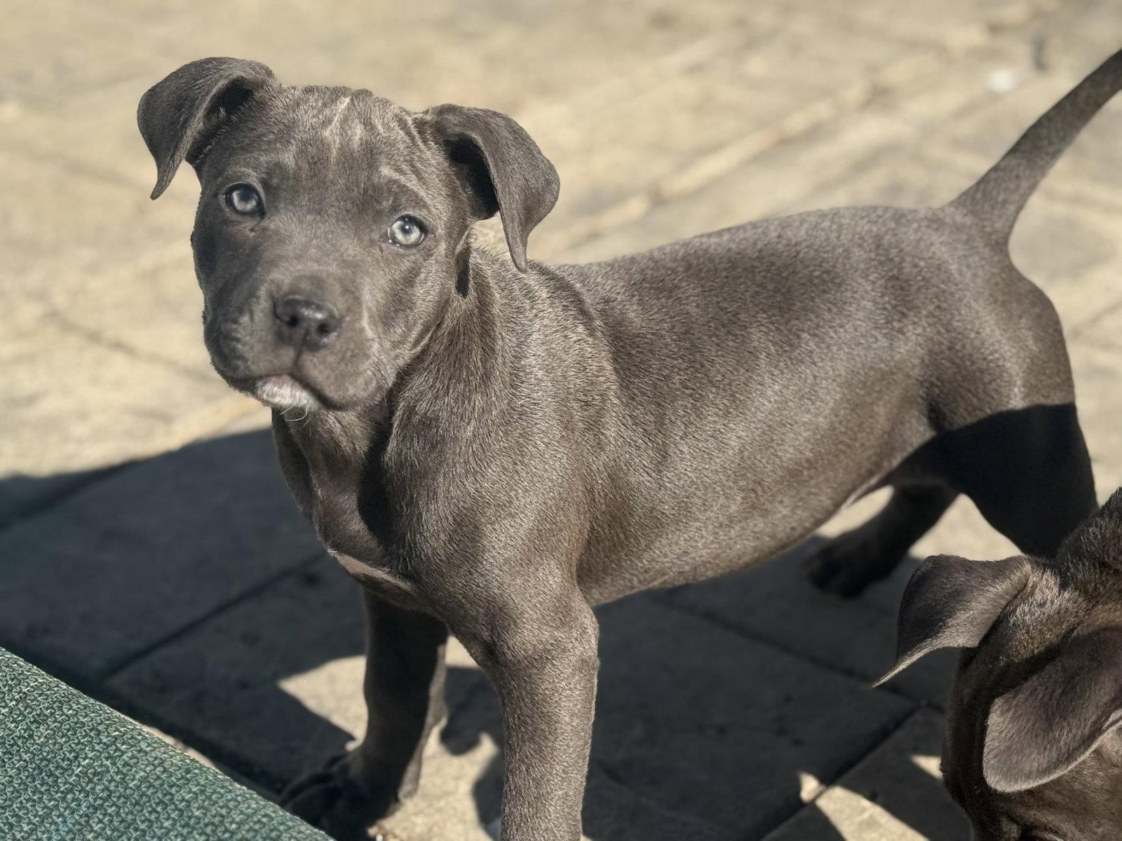 Enlarge Mila, a Adoptable Pit Bull Terrier in Fenton, MO image 3/3
