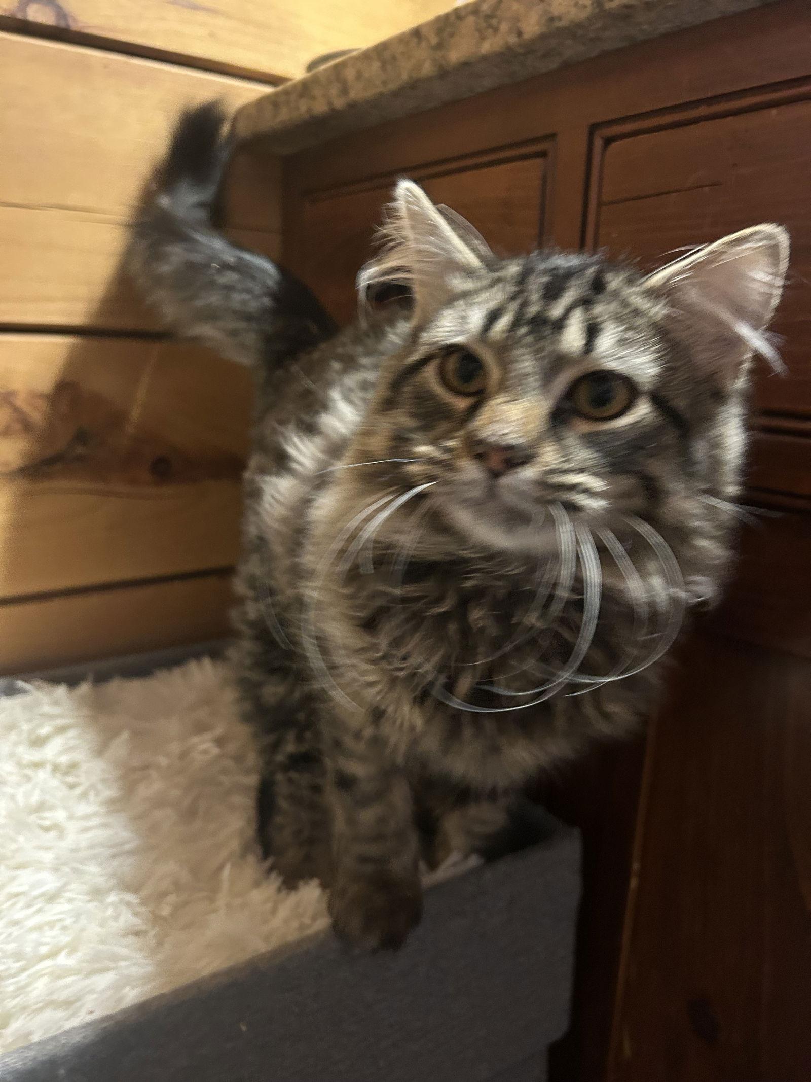 Merk McPurrs, a Adopted mixed breed in Absecon, NJ image 1/3