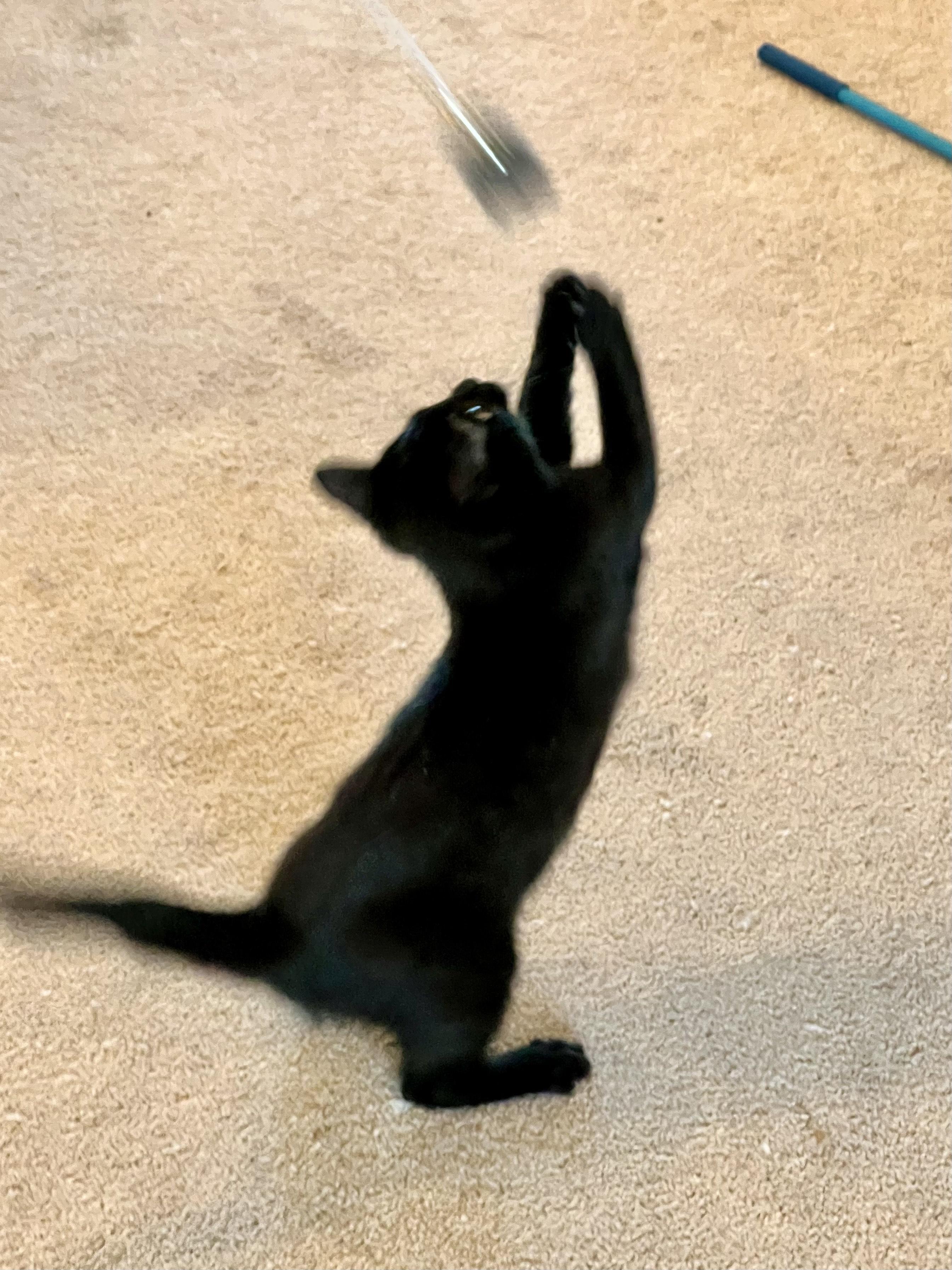 Enlarge Magic, an adopted mixed breed in Delta, CO image 3/6