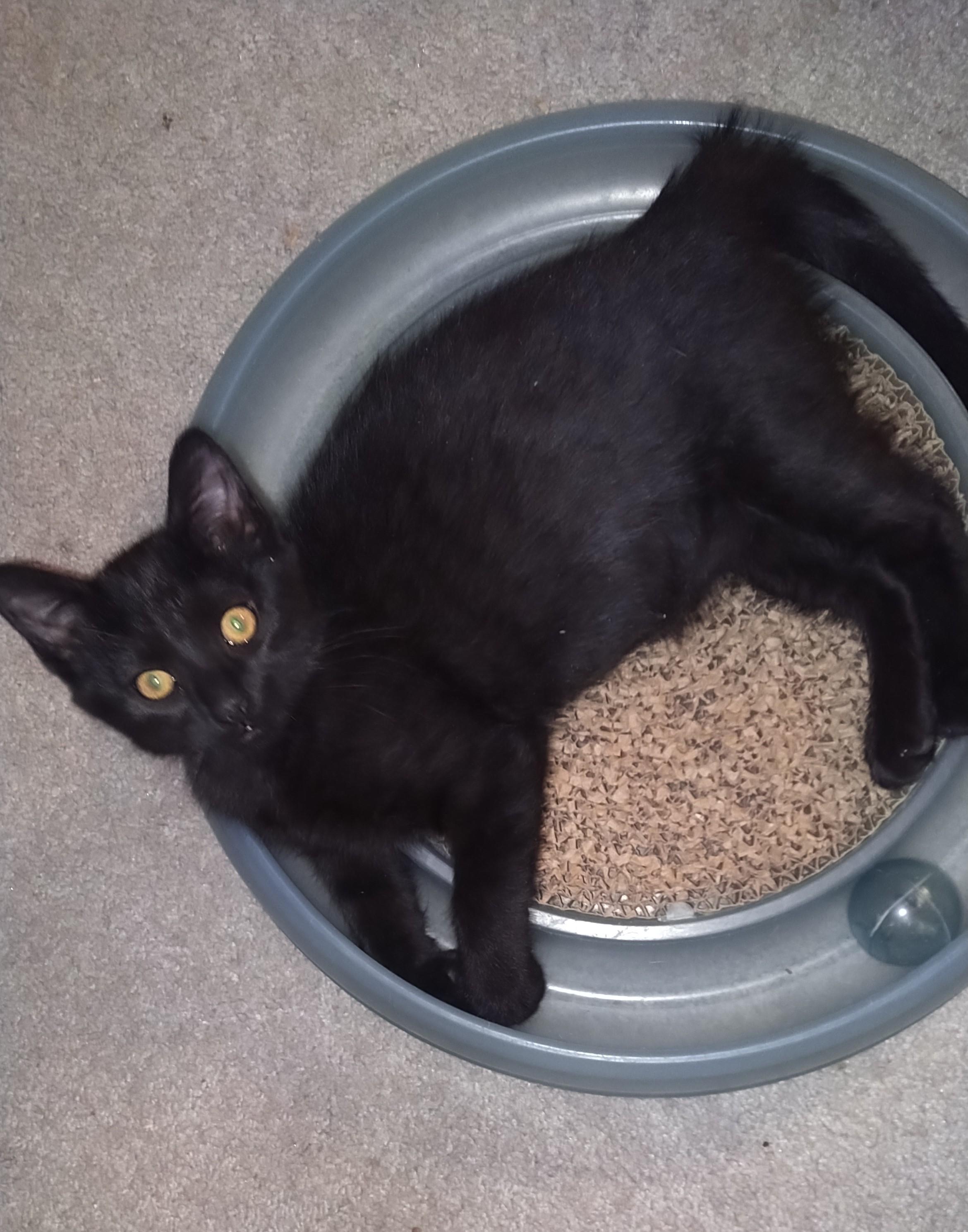 Enlarge Magic, an adopted mixed breed in Delta, CO image 2/6