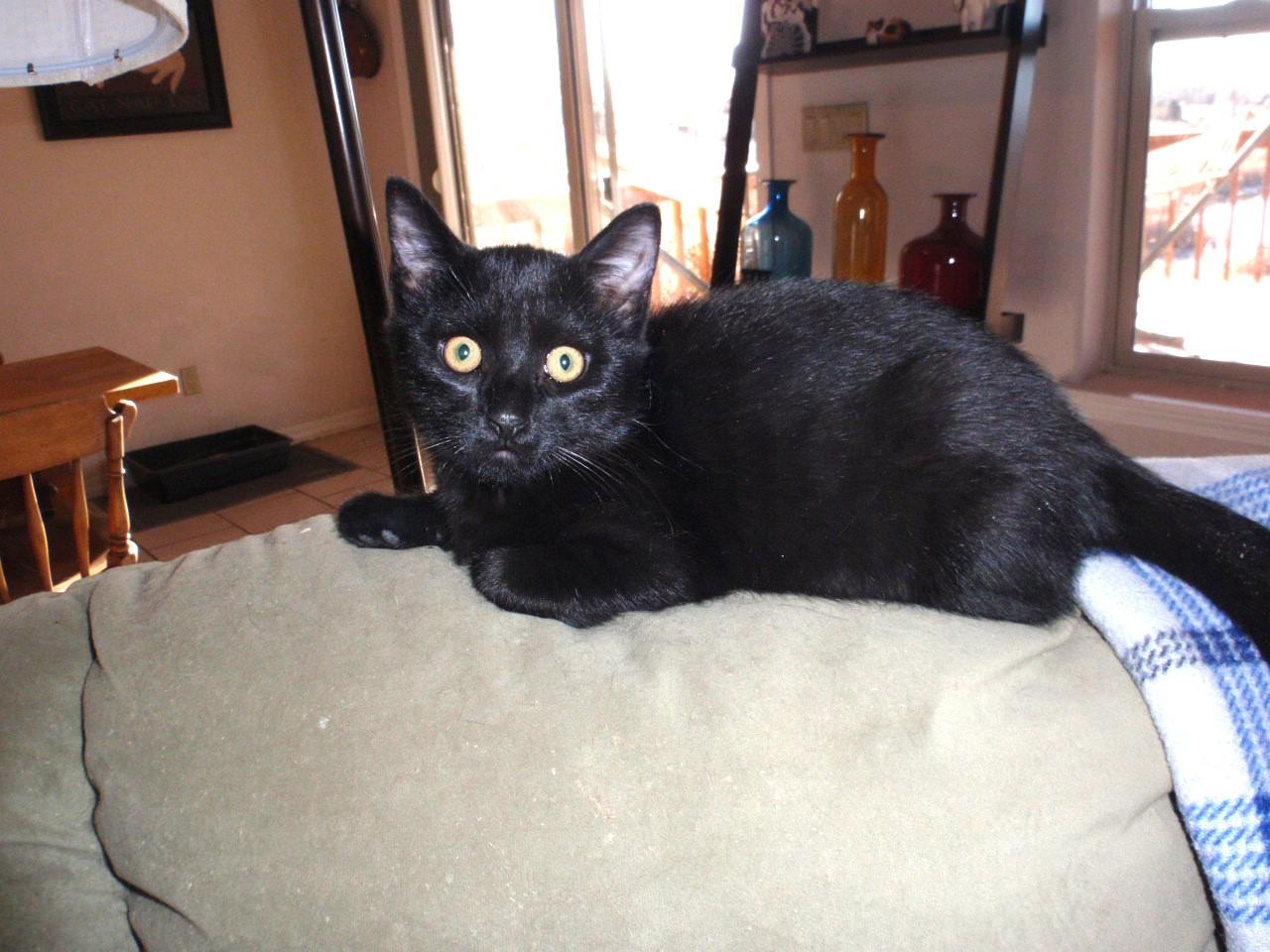 Enlarge Magic, an adopted mixed breed in Delta, CO image 6/6