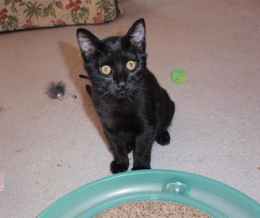 Enlarge Magic, an adopted mixed breed in Delta, CO image 5/6