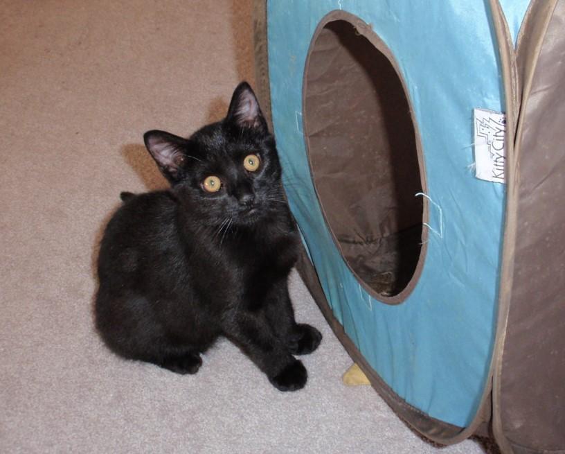 Enlarge Magic, an adopted mixed breed in Delta, CO image 4/6