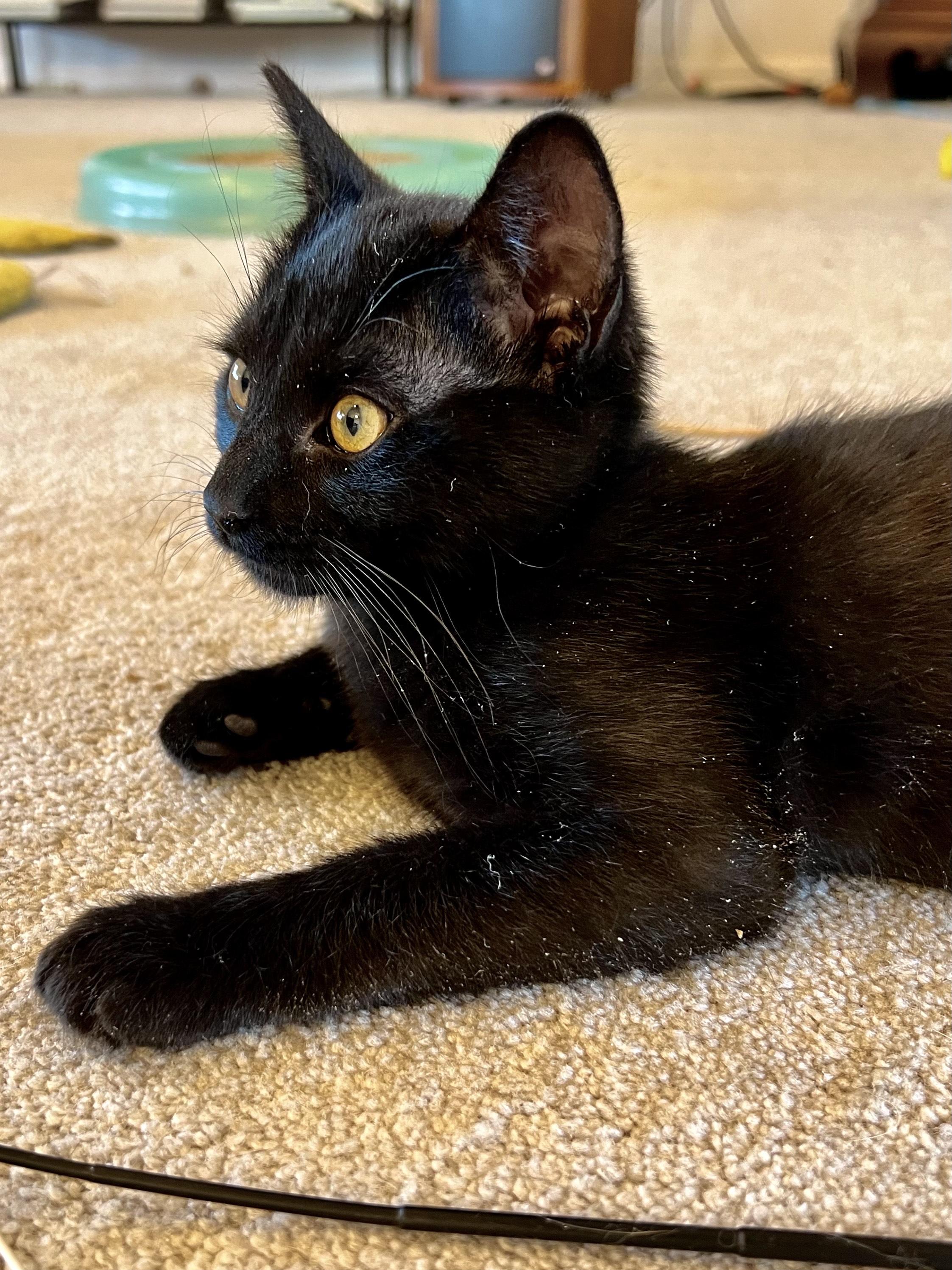 Magic, adopted, Kitten Male Bombay.