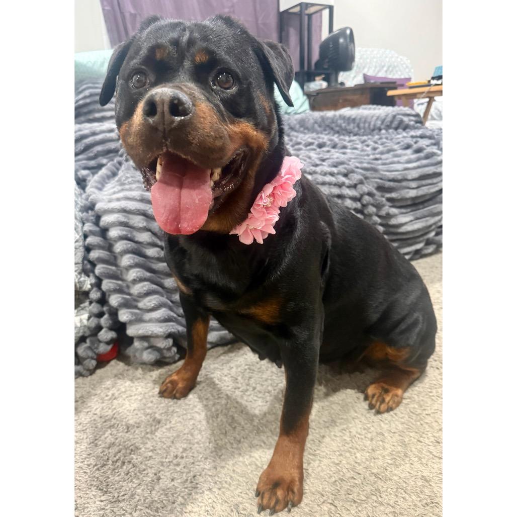 Victoria, adoptable, Adult Female Rottweiler.