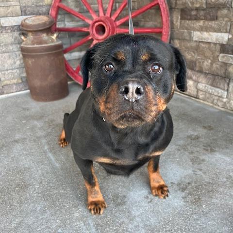 Enlarge Victoria, a ADOPTABLE Rottweiler in Zionsville, IN image 1/1