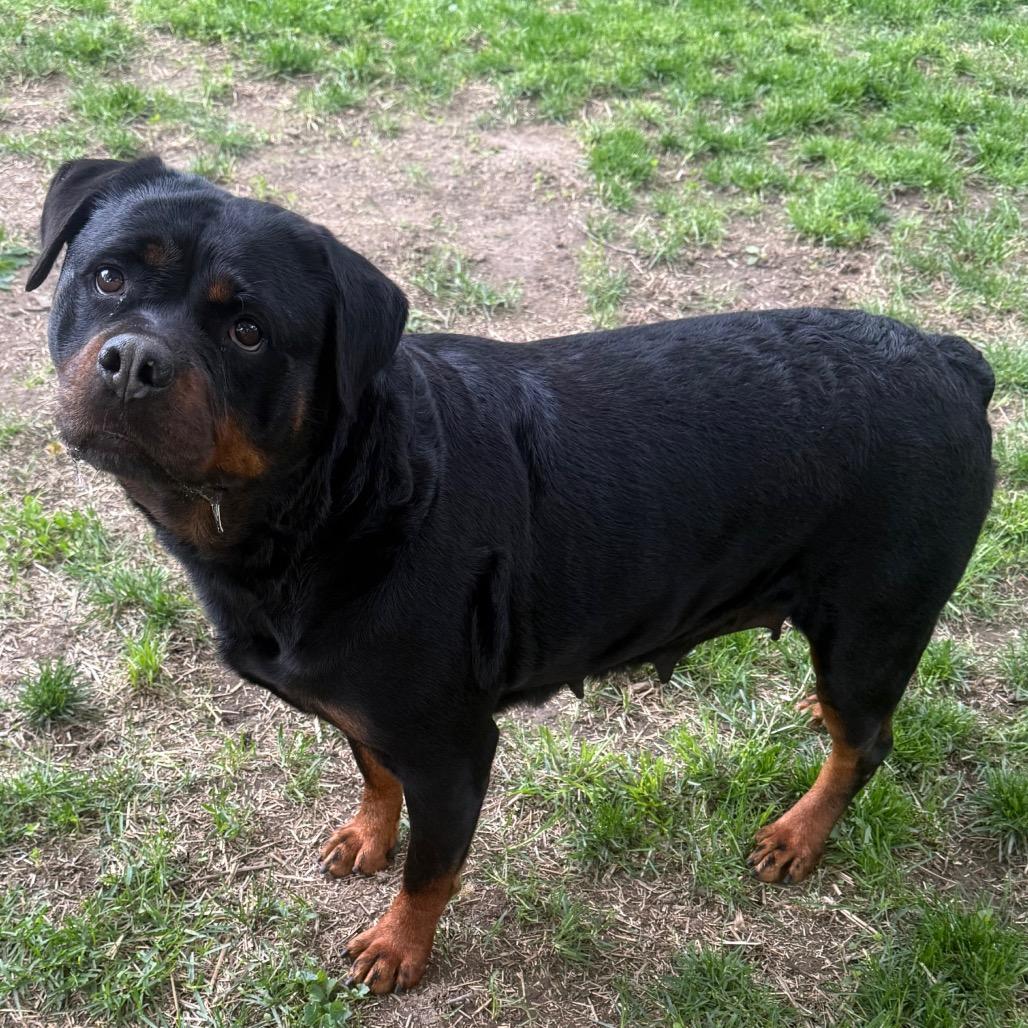 Victoria, an adopted Rottweiler in Zionsville, IN image 3/4