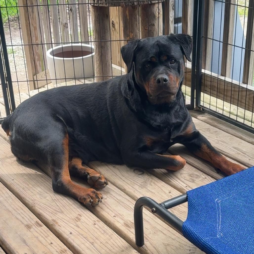 Victoria, an adopted Rottweiler in Zionsville, IN image 2/4
