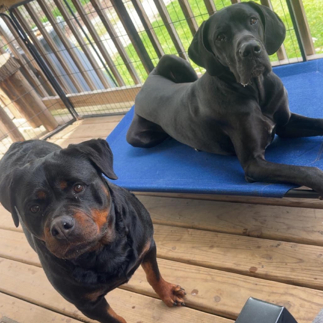 Victoria, an adopted Rottweiler in Zionsville, IN image 4/4