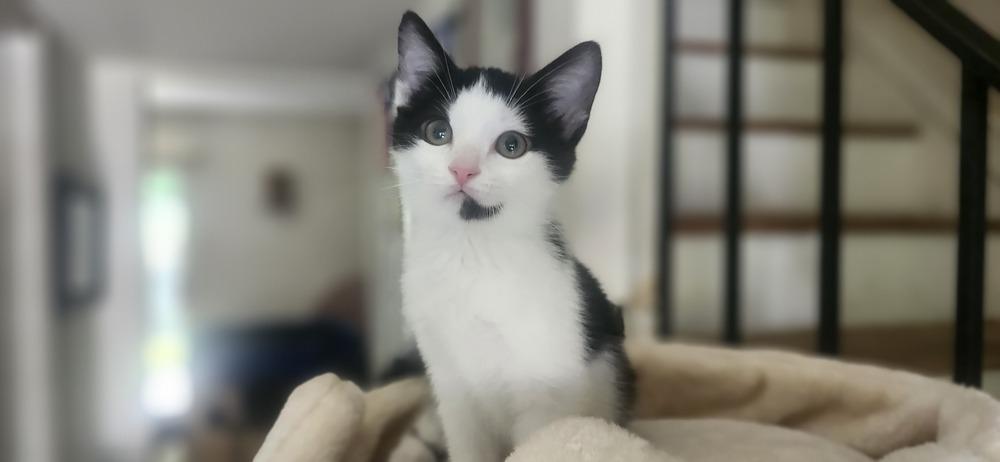 Nettie, Adoptable, Kitten Female Domestic Short Hair.