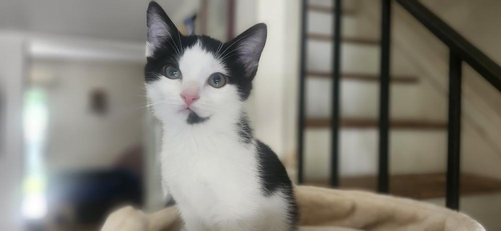Nettie, a Adoptable Domestic Short Hair in Henrico, VA image 2/3