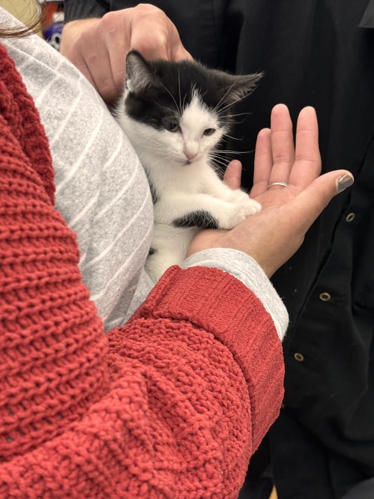 Nettie, a Adoptable Domestic Short Hair in Henrico, VA image 3/3