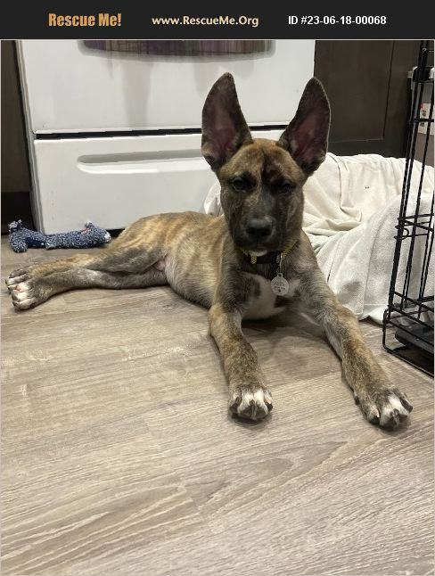 Lefty, an adoptable Dutch Shepherd, Belgian Shepherd / Malinois in Miami, FL, 33155 | Photo Image 1