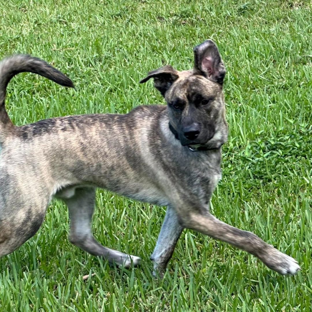 Lefty, an adoptable Dutch Shepherd, Belgian Shepherd / Malinois in Miami, FL, 33155 | Photo Image 2