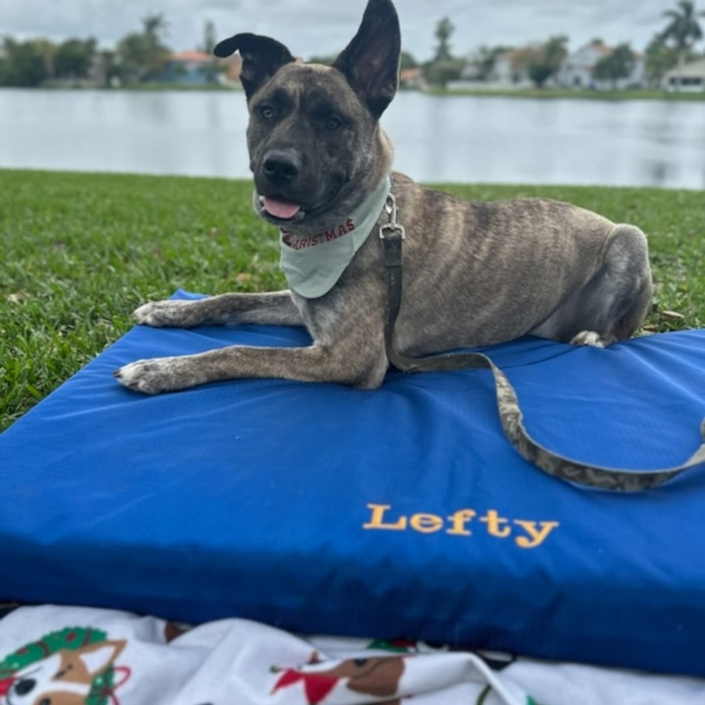 Lefty, an adoptable Dutch Shepherd, Belgian Shepherd / Malinois in Miami, FL, 33155 | Photo Image 6