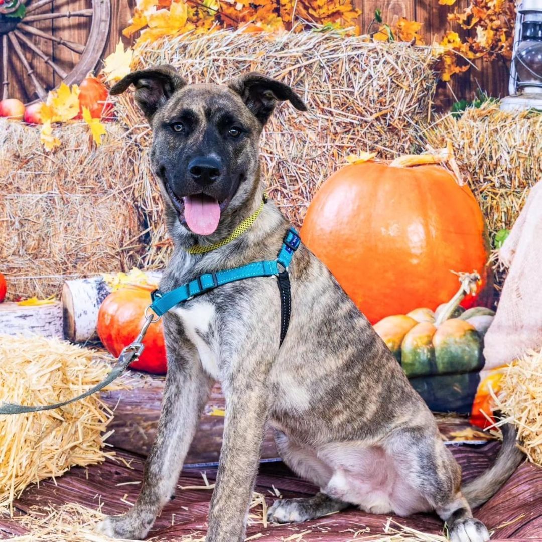 Lefty, an adoptable Dutch Shepherd, Belgian Shepherd / Malinois in Miami, FL, 33155 | Photo Image 4