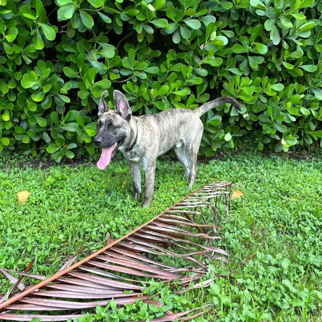 Lefty, an adoptable Dutch Shepherd, Belgian Shepherd / Malinois in Miami, FL, 33155 | Photo Image 3