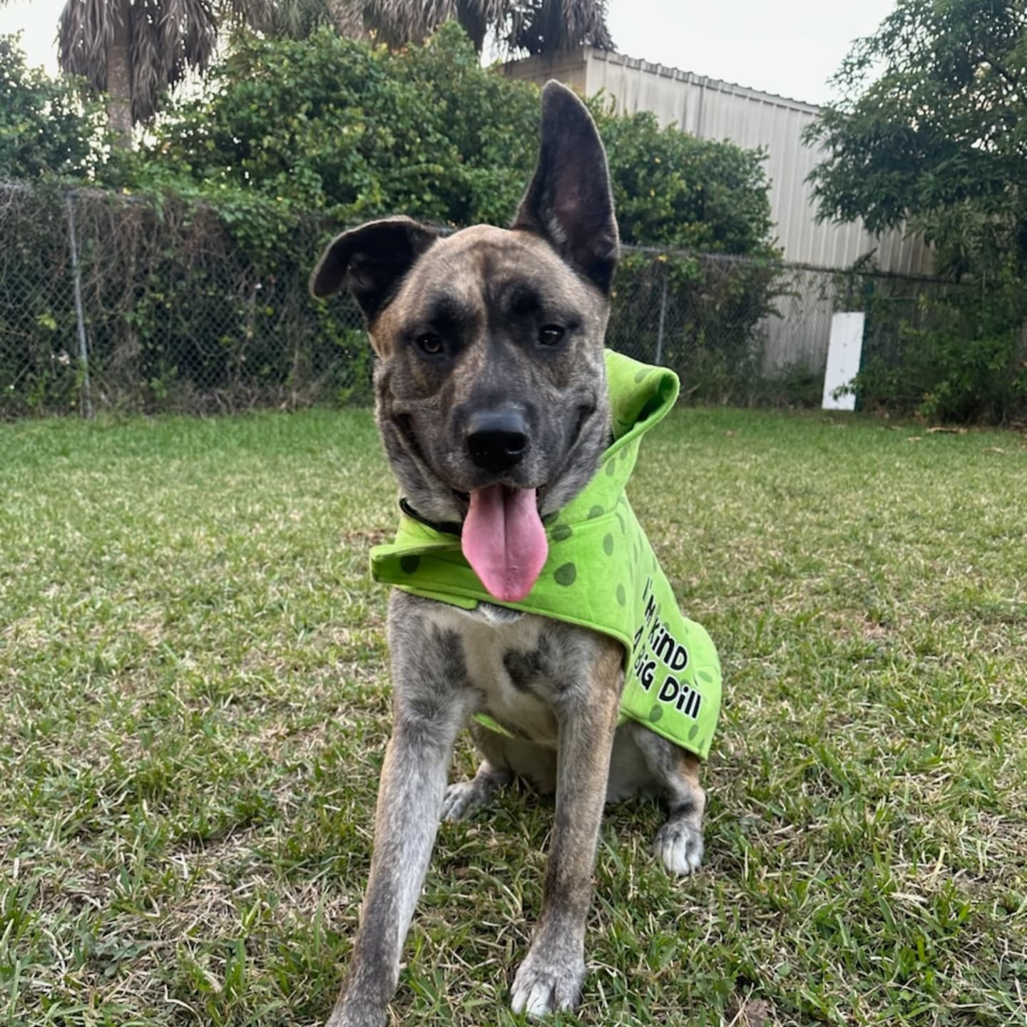 Lefty, an adoptable Dutch Shepherd, Belgian Shepherd / Malinois in Miami, FL, 33155 | Photo Image 5