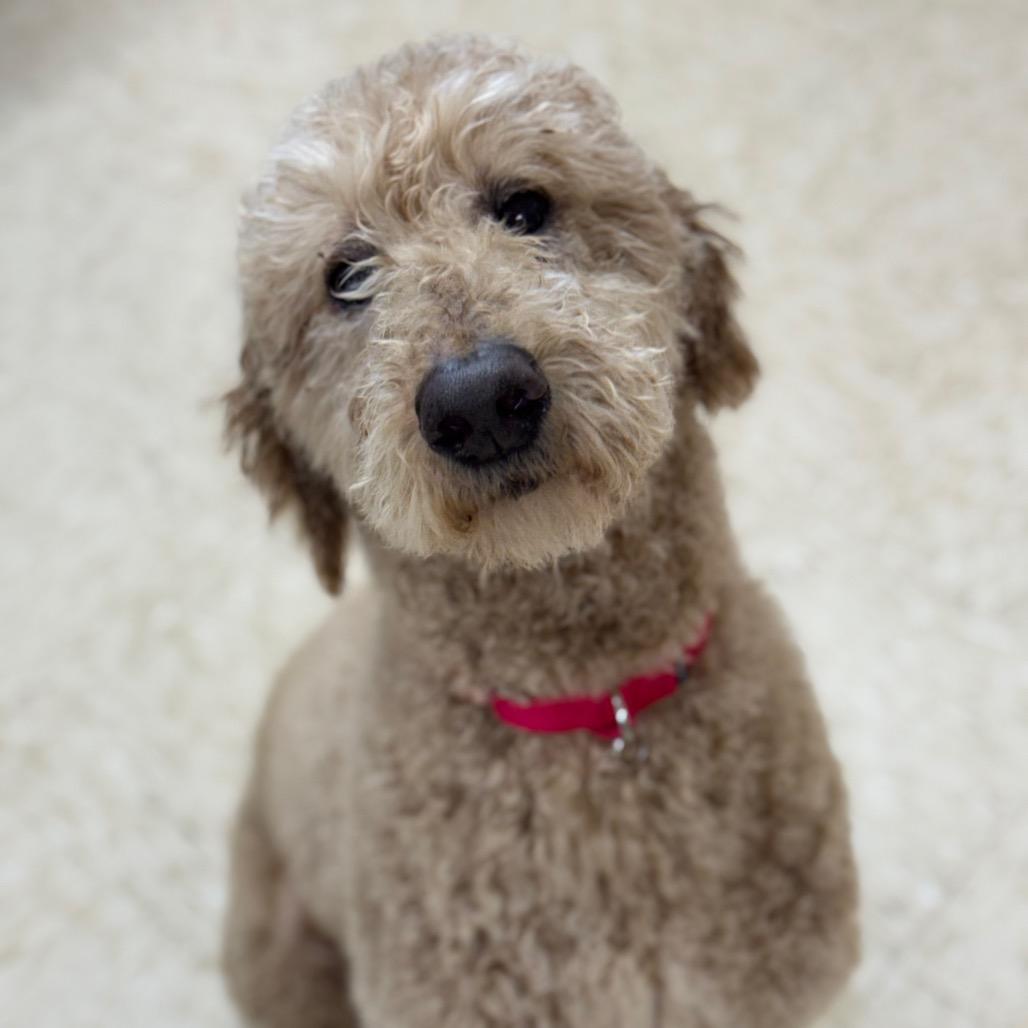 Enlarge Murphy, a Adoptable mixed breed in Breese, IL image 1/3