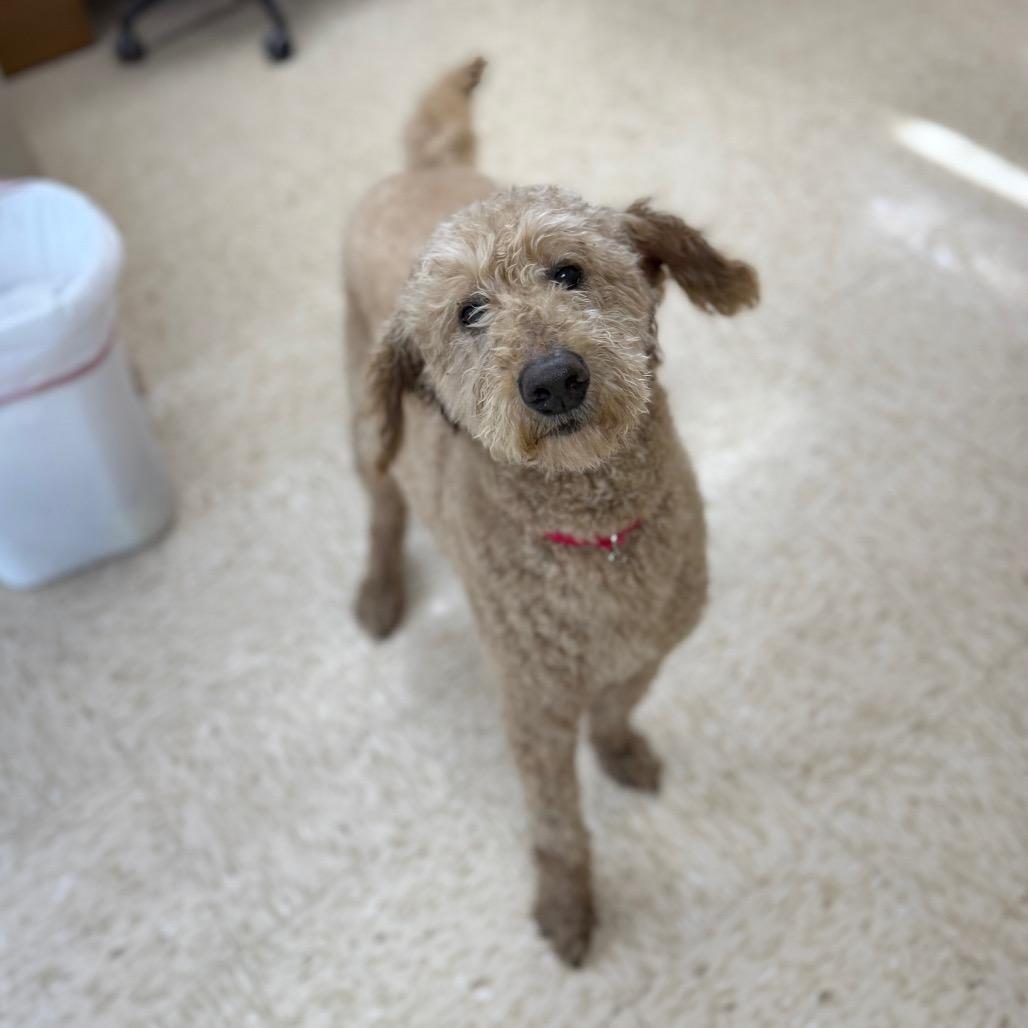 Enlarge Murphy, a Adoptable mixed breed in Breese, IL image 3/3