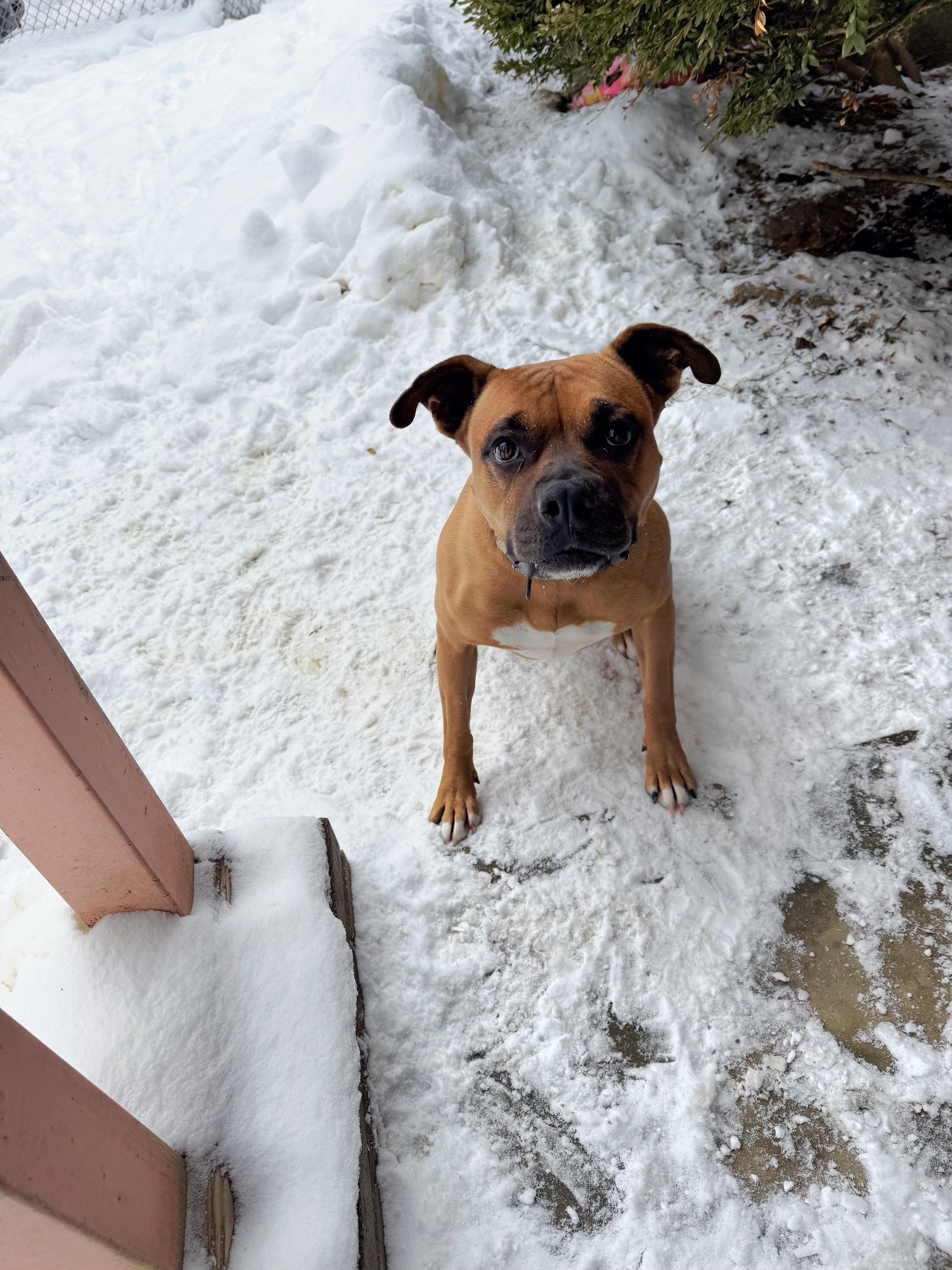 Lola (Boxer-Lola), a Adoptable mixed breed in Salamanca, NY image 1/6