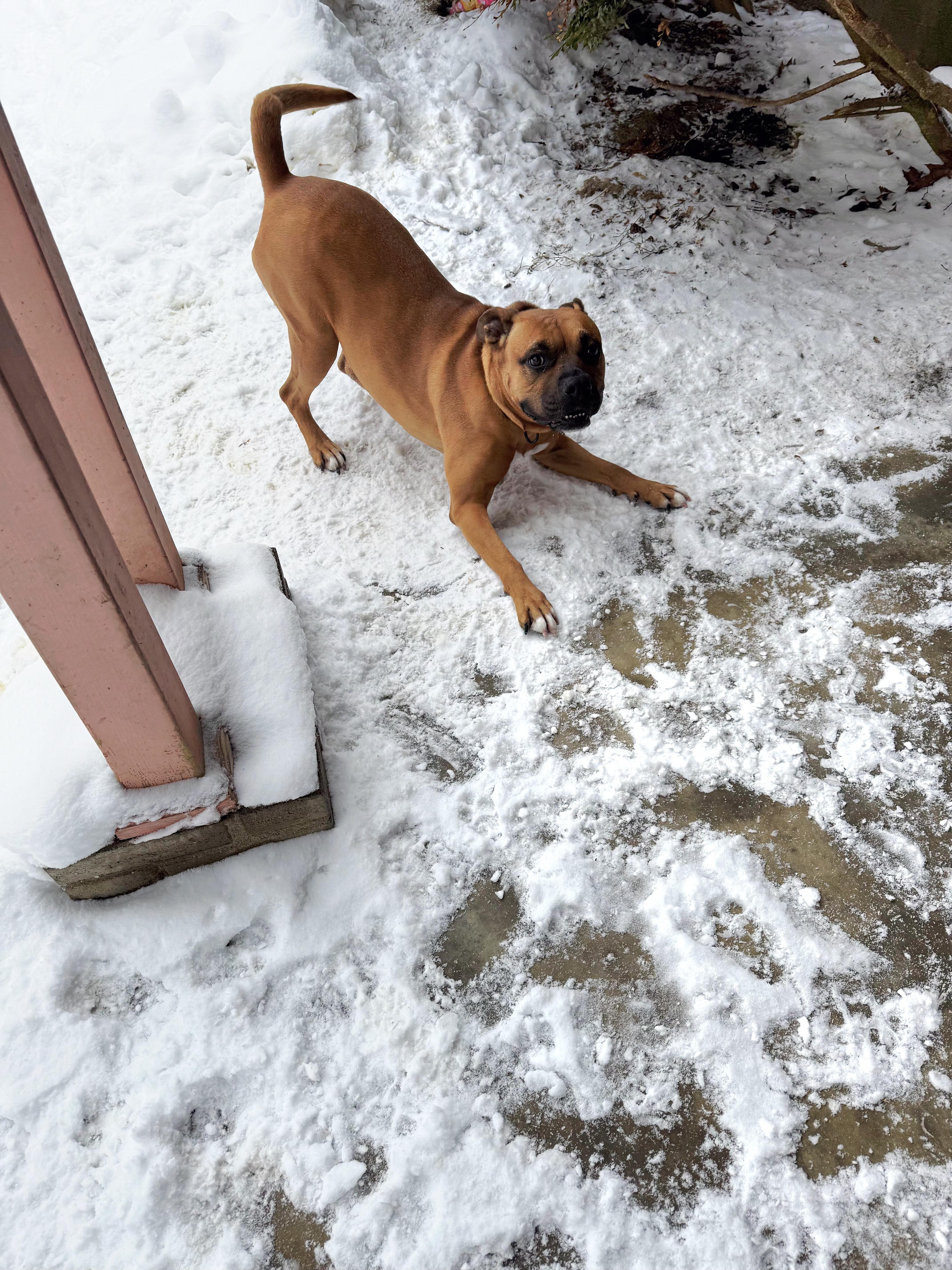 Lola (Boxer-Lola), a Adoptable mixed breed in Salamanca, NY image 2/6