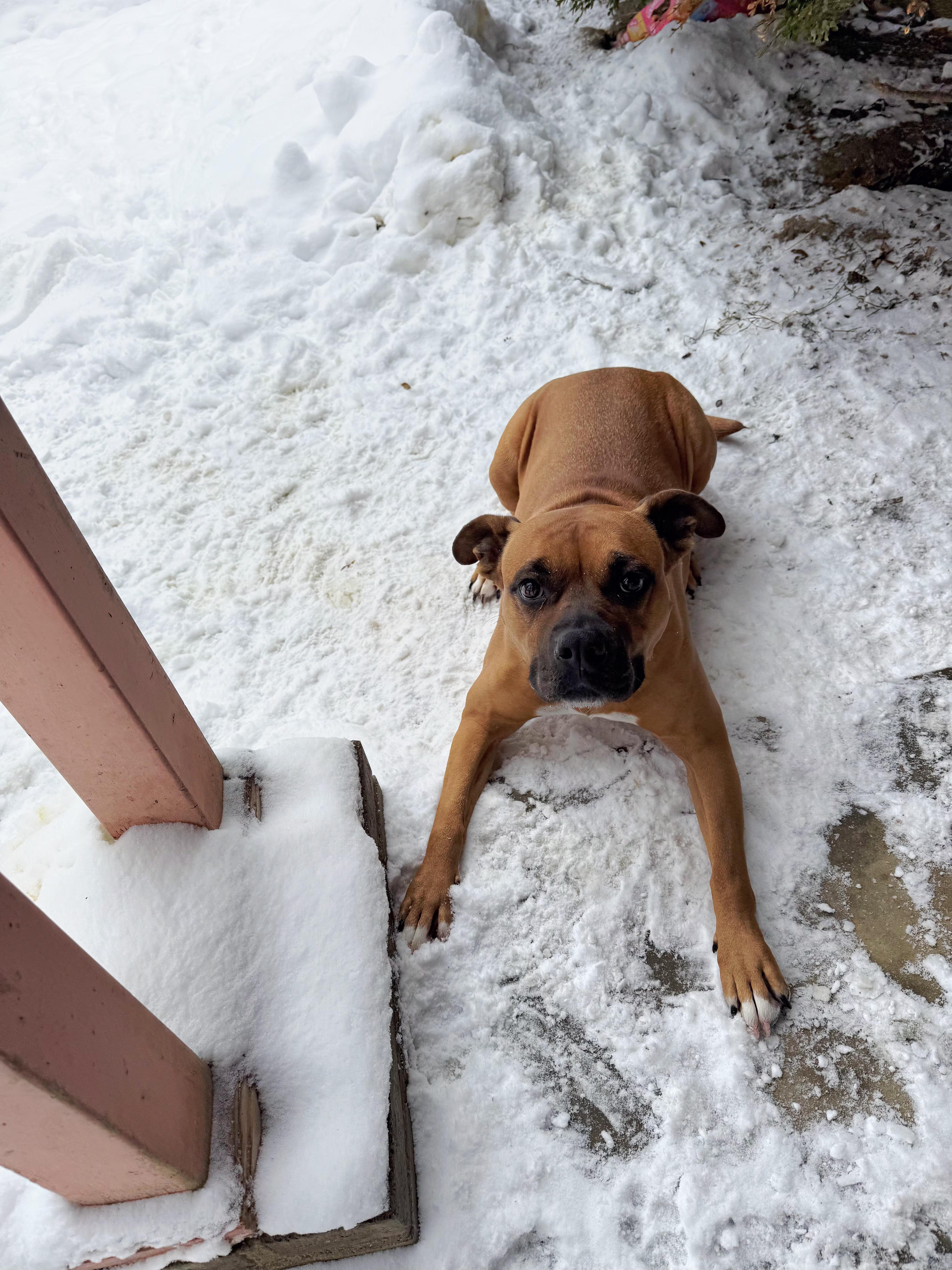 Lola (Boxer-Lola), a Adoptable mixed breed in Salamanca, NY image 5/6