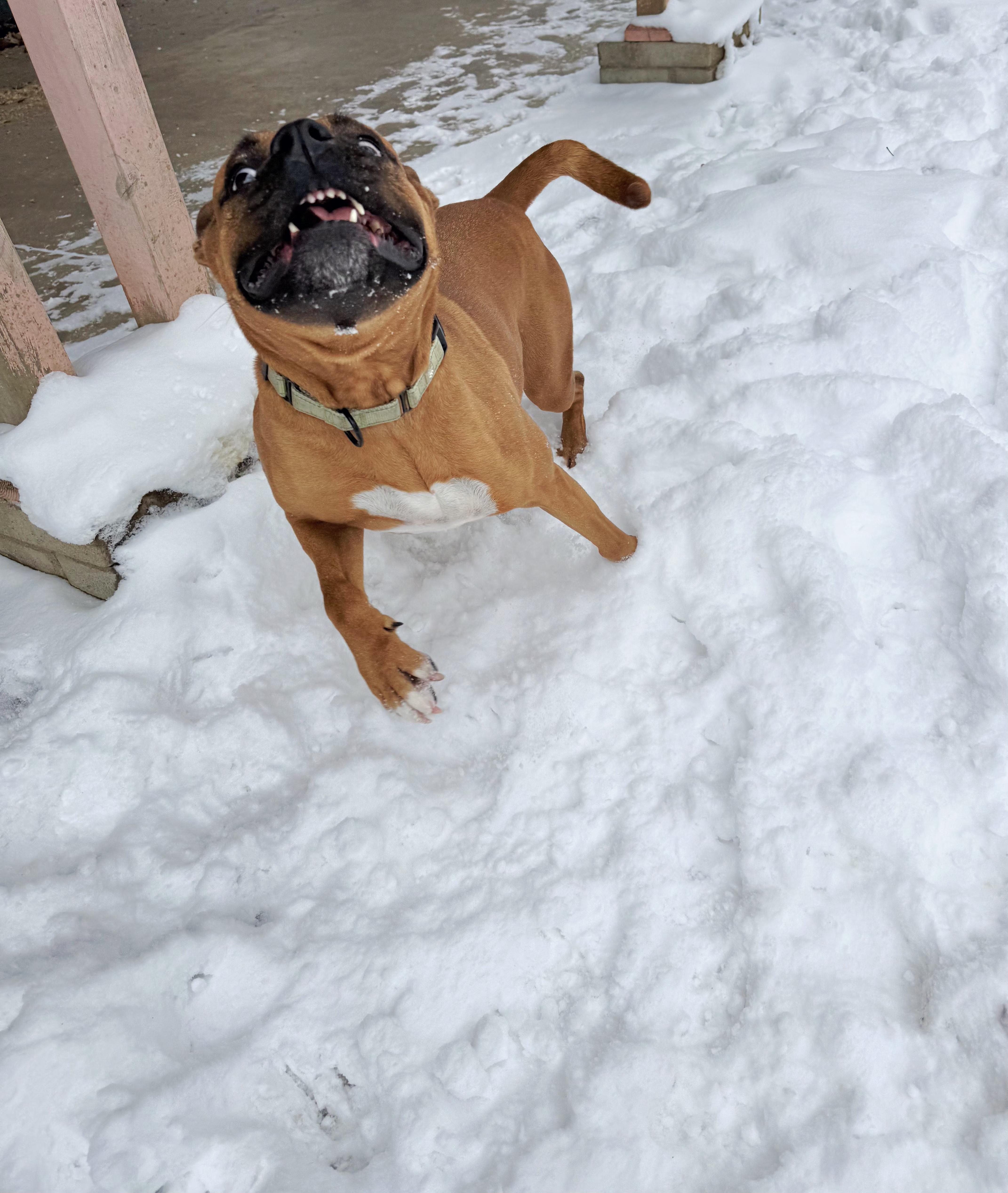 Lola (Boxer-Lola), a Adoptable mixed breed in Salamanca, NY image 6/6