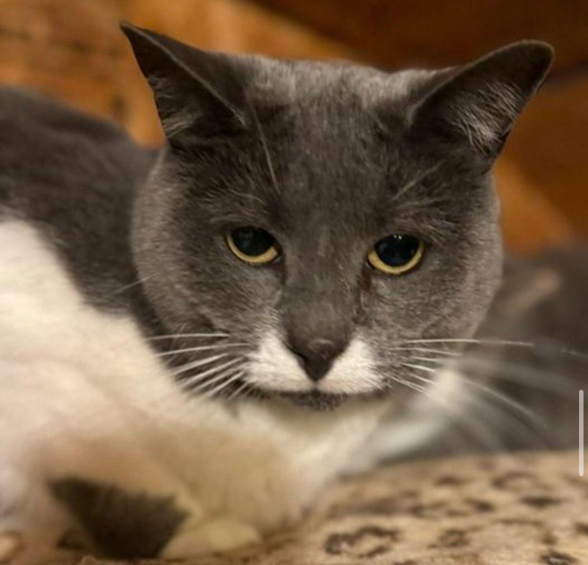 Enlarge Sara Sweet, a Adoptable Domestic Short Hair in Spring Lake, NJ image 1/3