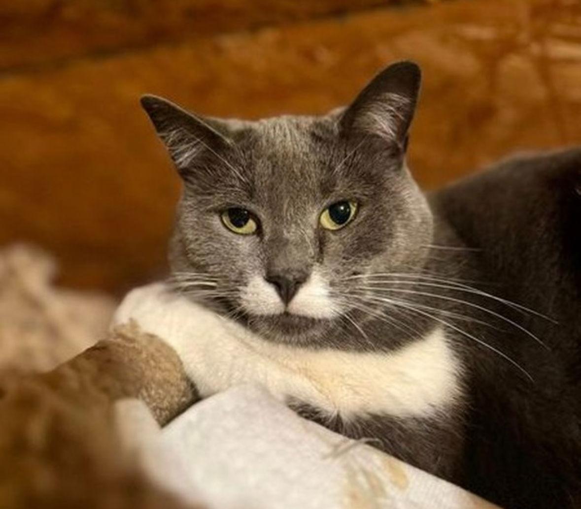 Enlarge Sara Sweet, a Adoptable Domestic Short Hair in Spring Lake, NJ image 2/3