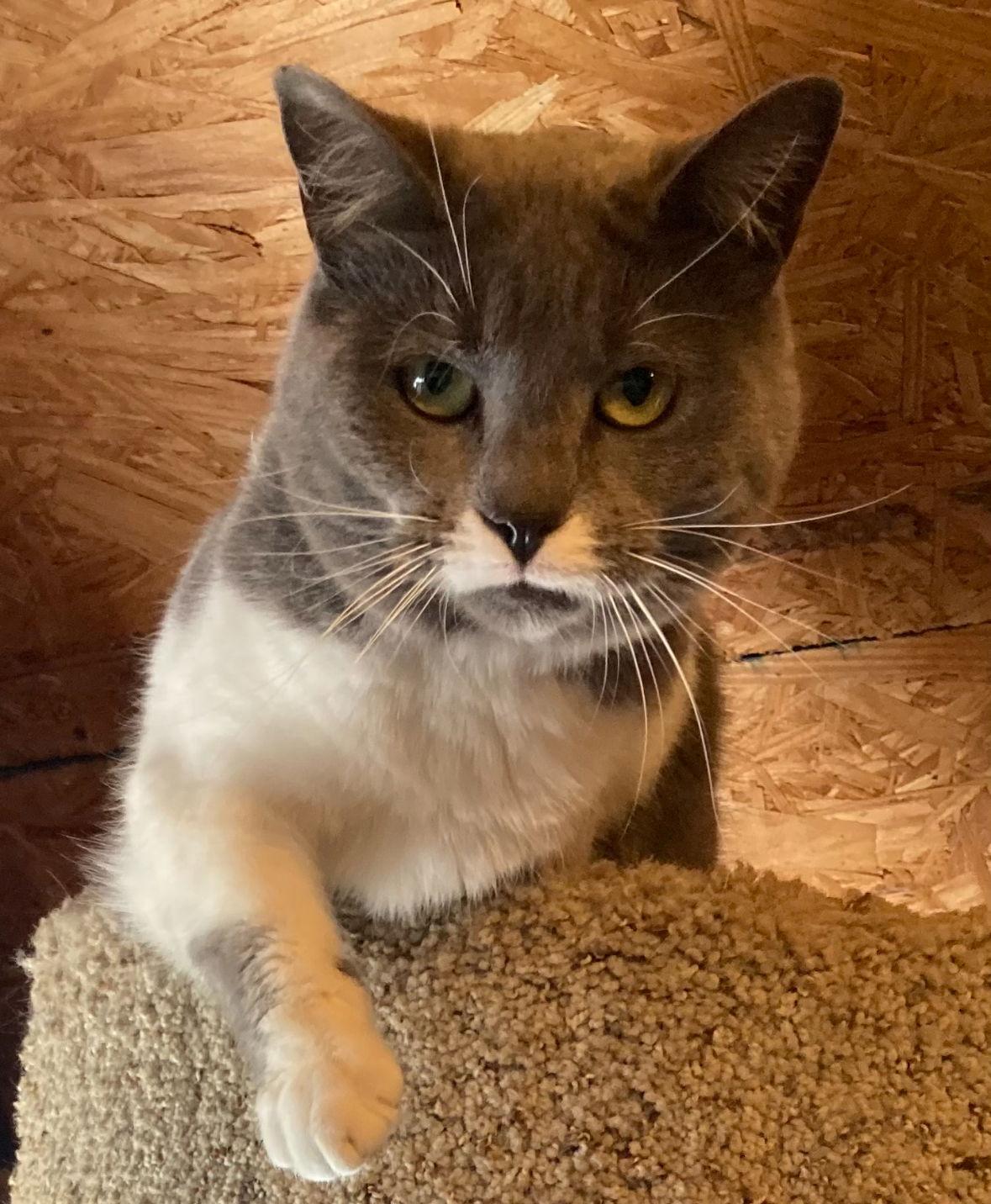 Enlarge Sara Sweet, a Adoptable Domestic Short Hair in Spring Lake, NJ image 1/6