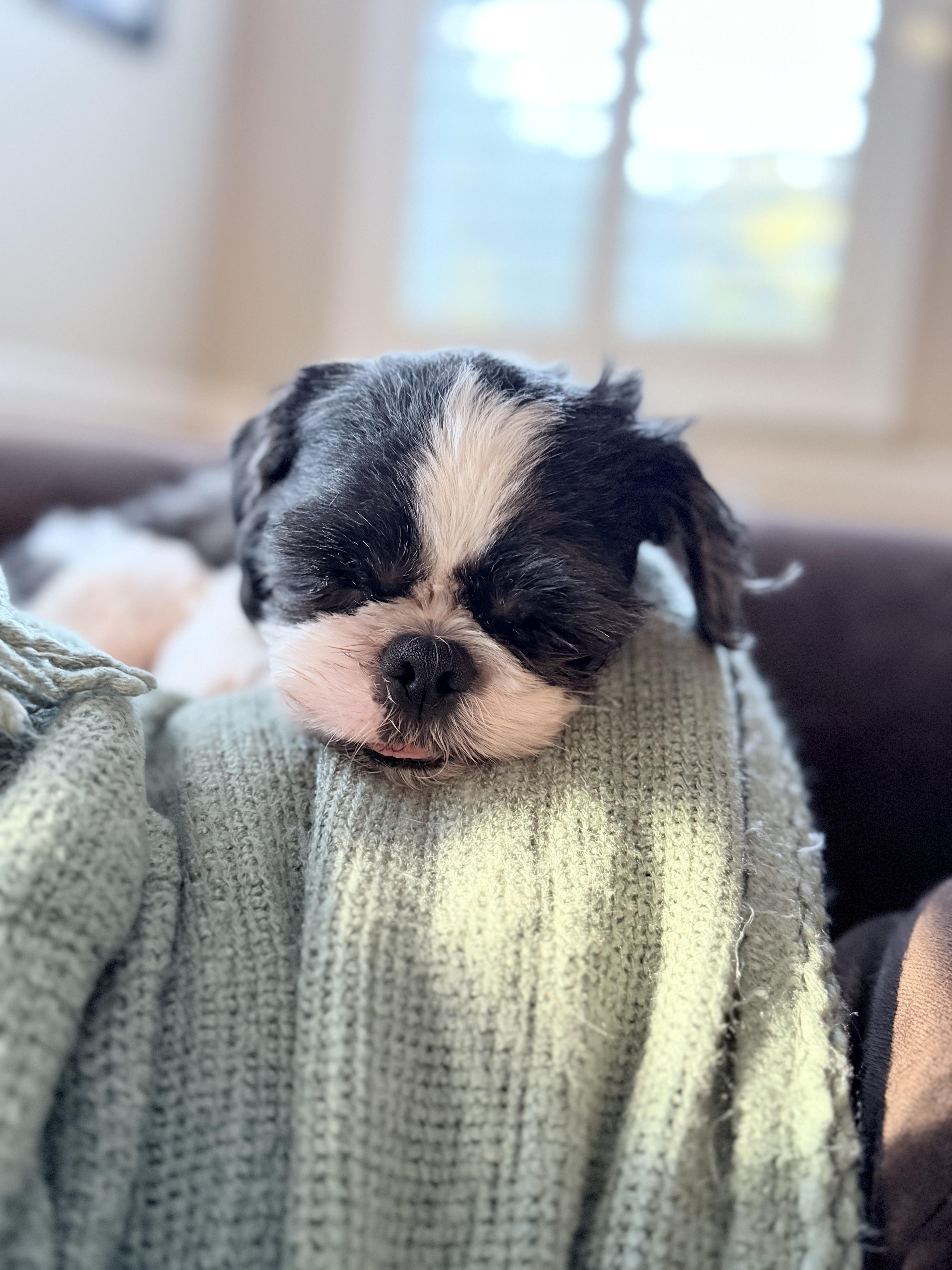 Enlarge Ravioli, a Adoptable Shih Tzu in Penryn, CA image 2/3