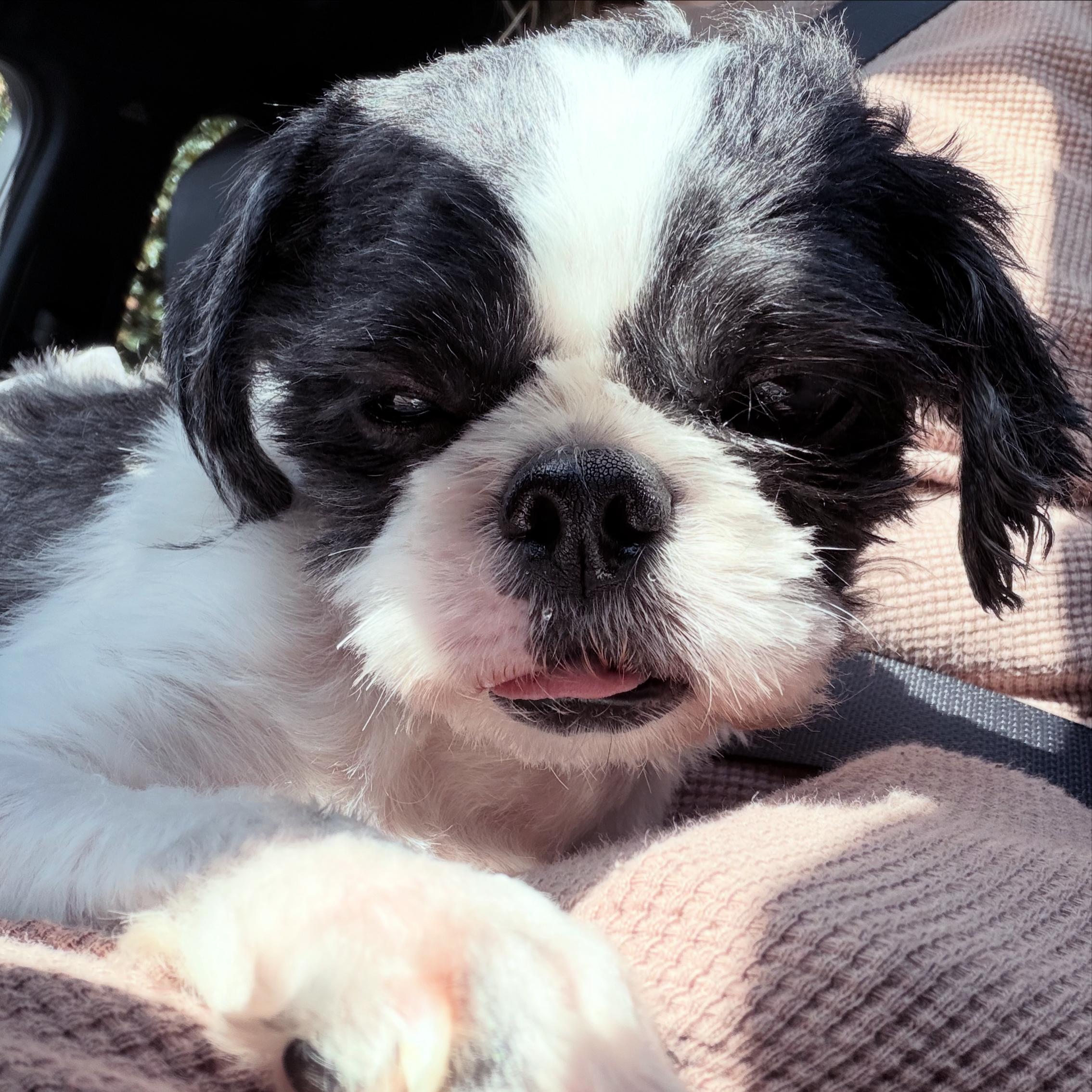 Ravioli, Adoptable, Adult Male Shih Tzu.