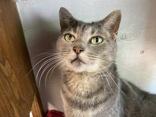 Harley, Senior Female unknown