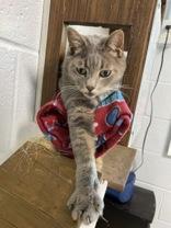 Harley, an adoptable Domestic Short Hair in Newport, NC, 28570 | Photo Image 2