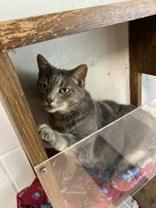 Harley, an adoptable Domestic Short Hair in Newport, NC, 28570 | Photo Image 5
