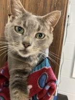 Harley, an adoptable Domestic Short Hair in Newport, NC, 28570 | Photo Image 3