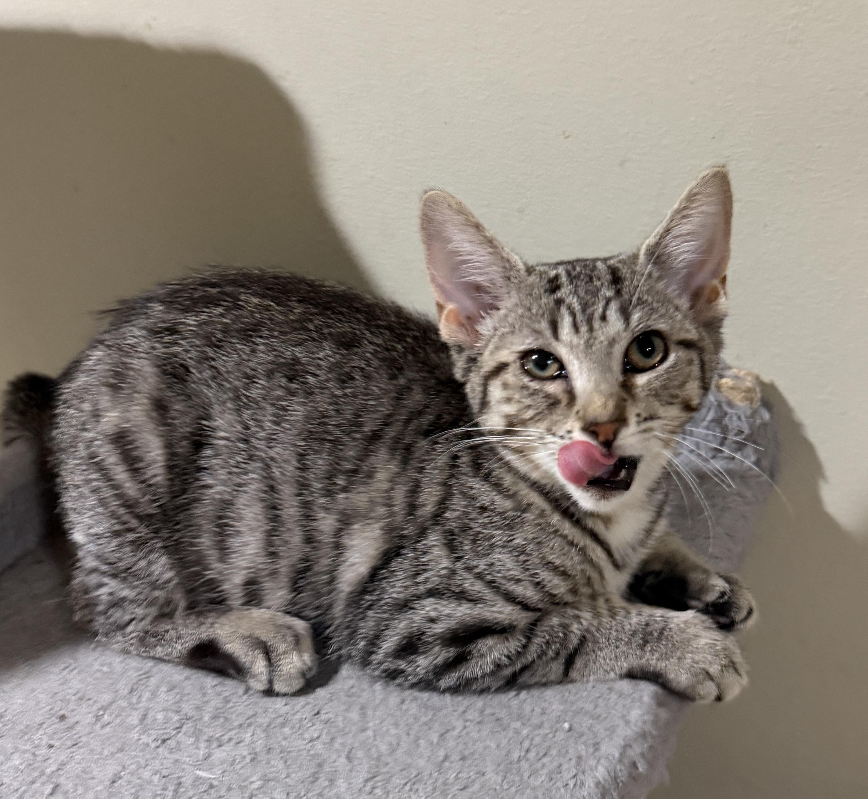 Nella, Adoptable, Kitten Female Domestic Short Hair.