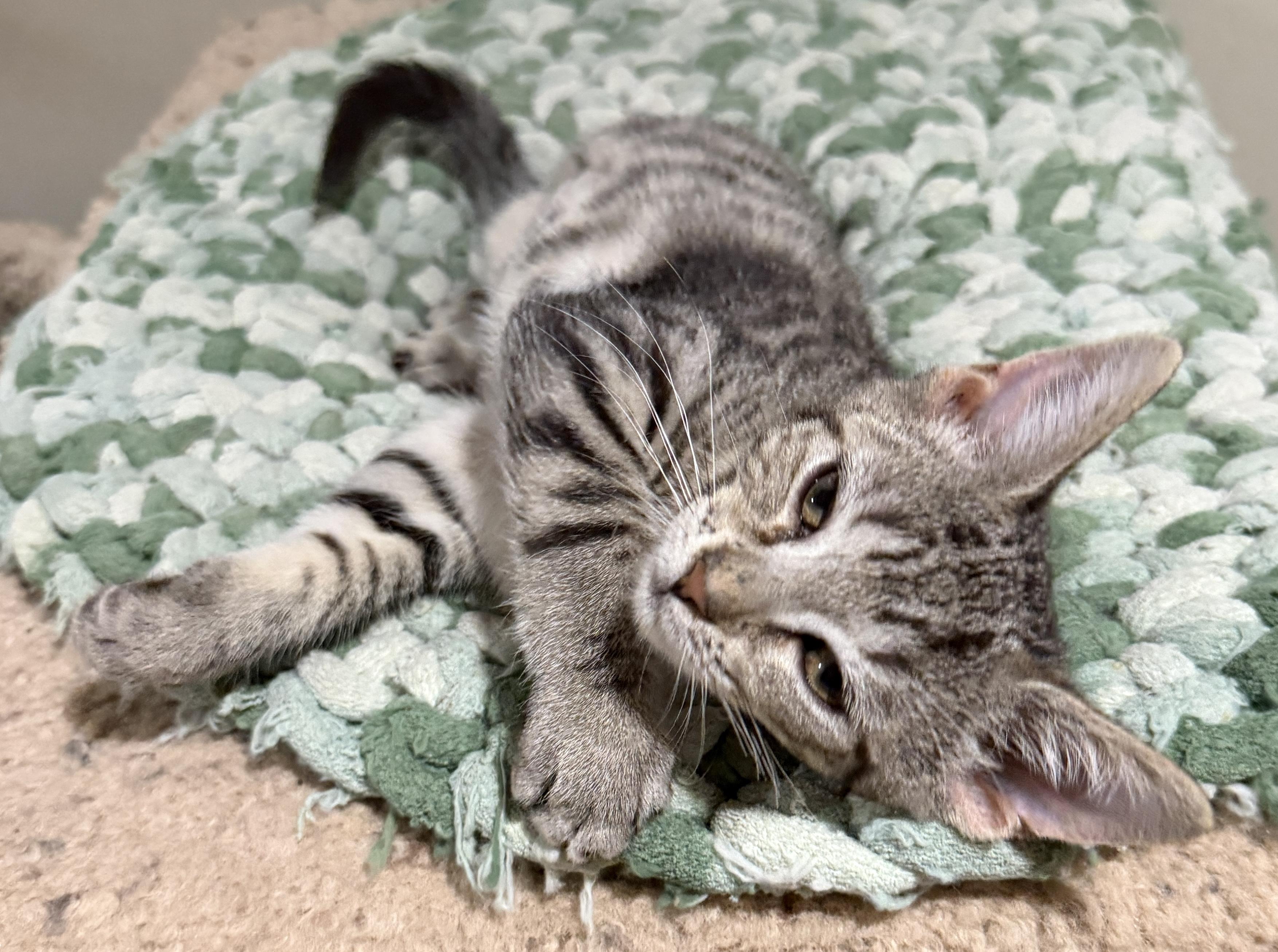 Nella, a Adoptable Domestic Short Hair in East Hanover, NJ image 2/3