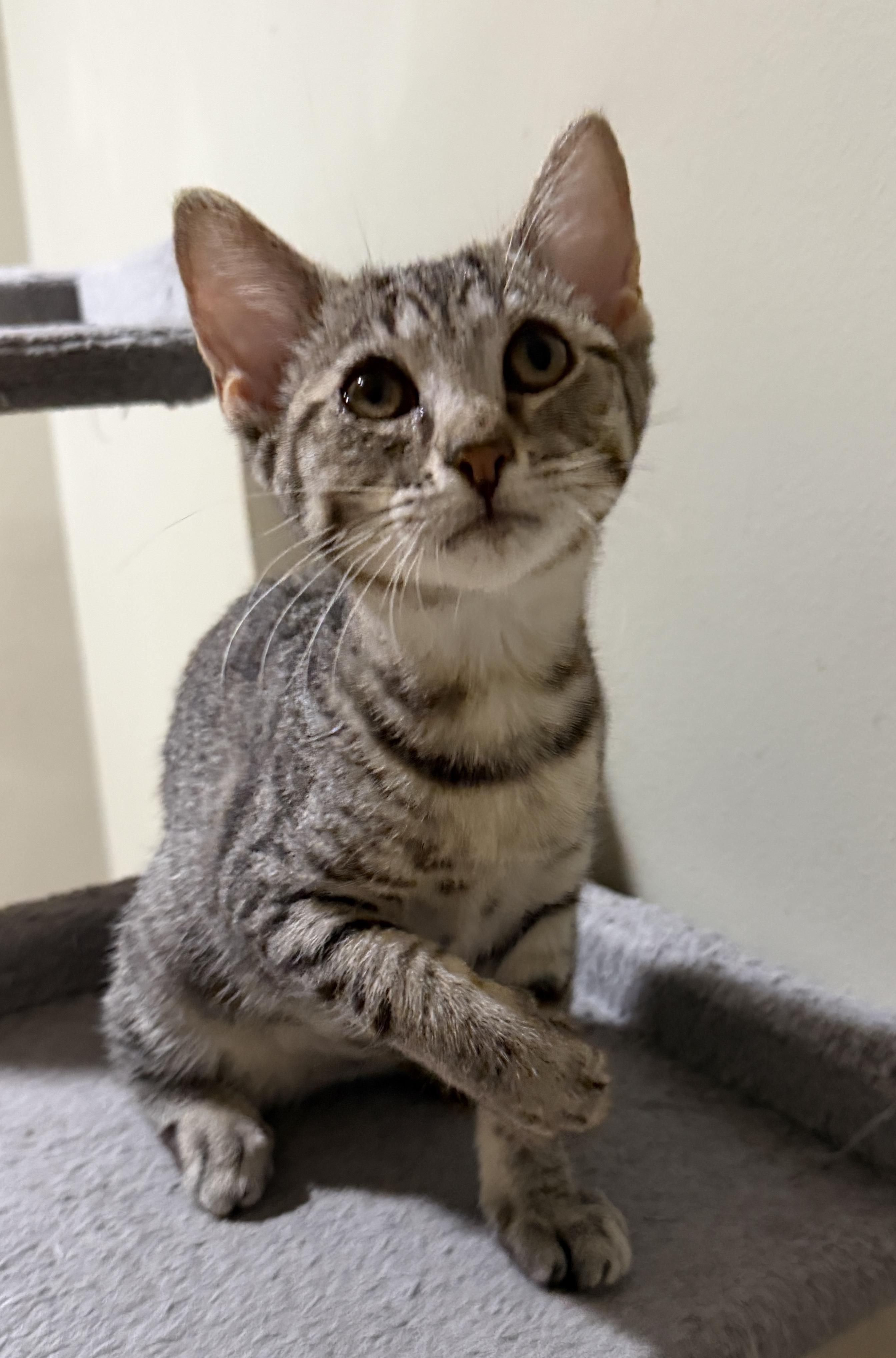 Nella, a Adoptable Domestic Short Hair in East Hanover, NJ image 3/3