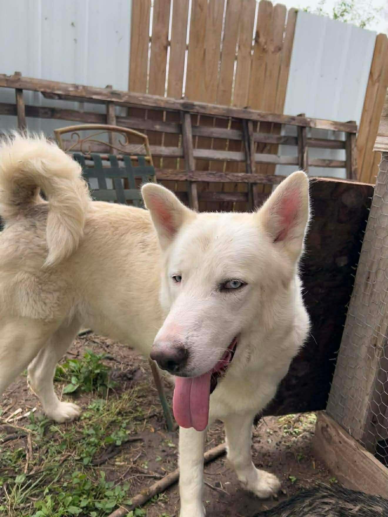 Peter Pan, a Adoptable Husky in Spokane , WA image 2/3