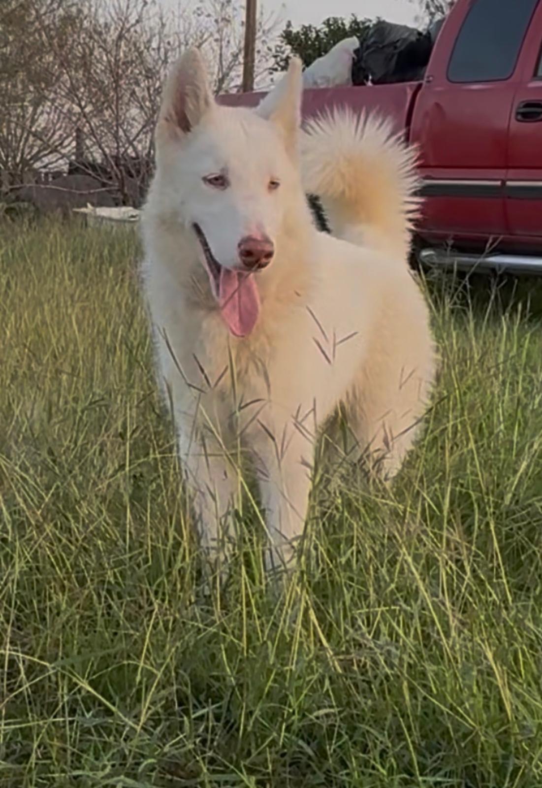 Peter Pan, Adoptable, Adult Male Husky.