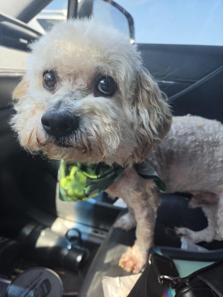 Chaco, Adoptable, Adult Male Poodle & Poodle.