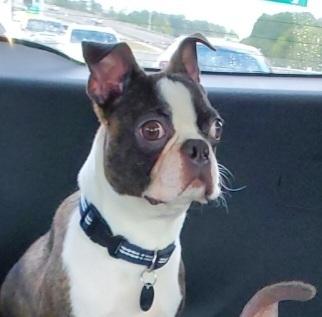 Ellis Boston, Adopted, Young Male Boston Terrier.