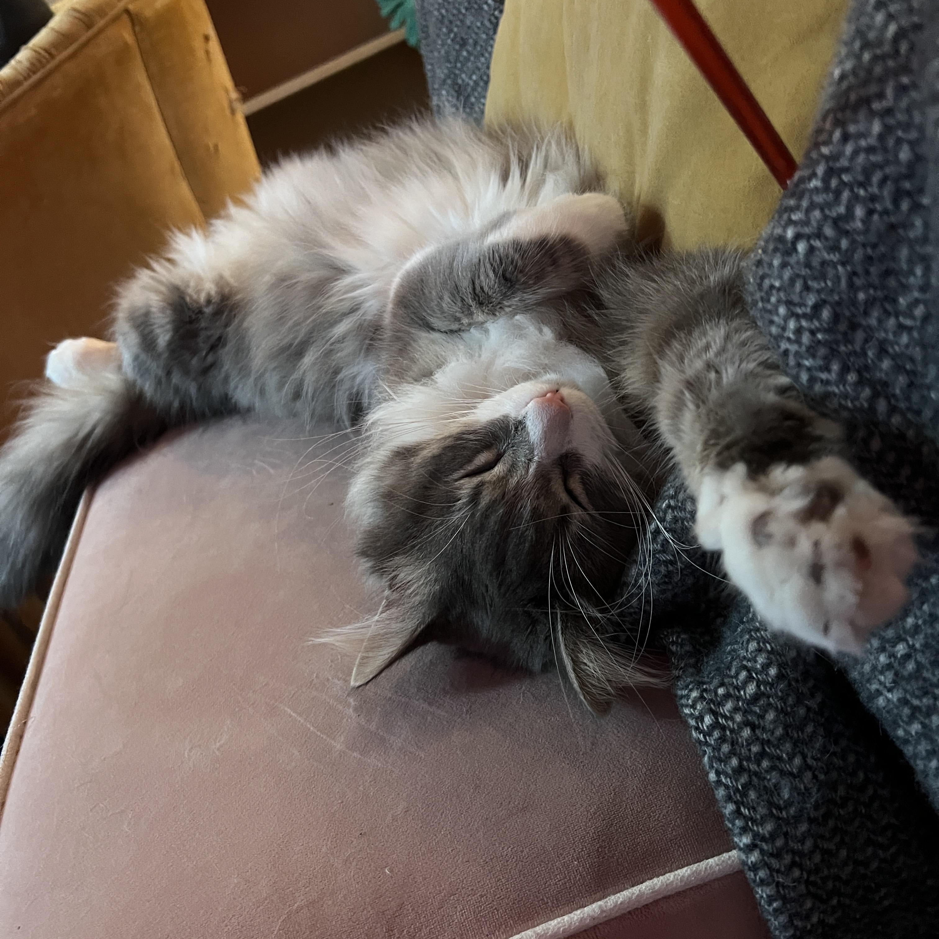 Enlarge Azziz, a Adoptable Domestic Medium Hair in Los Angeles, CA image 2/6