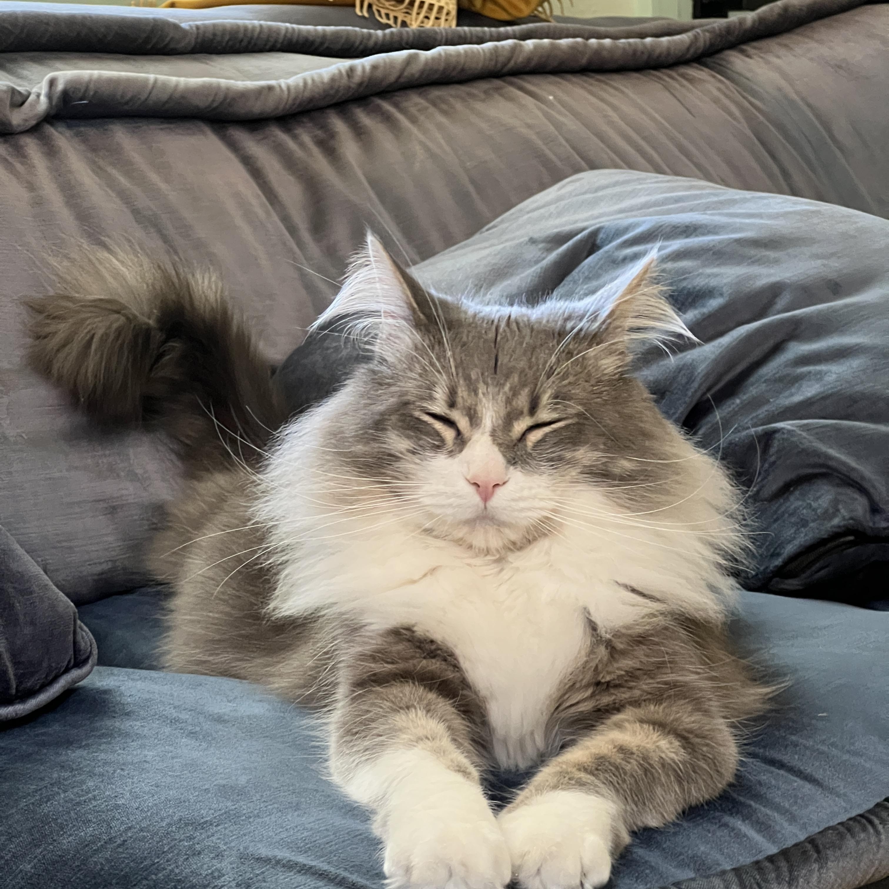 Enlarge Azziz, a Adoptable Domestic Medium Hair in Los Angeles, CA image 5/6