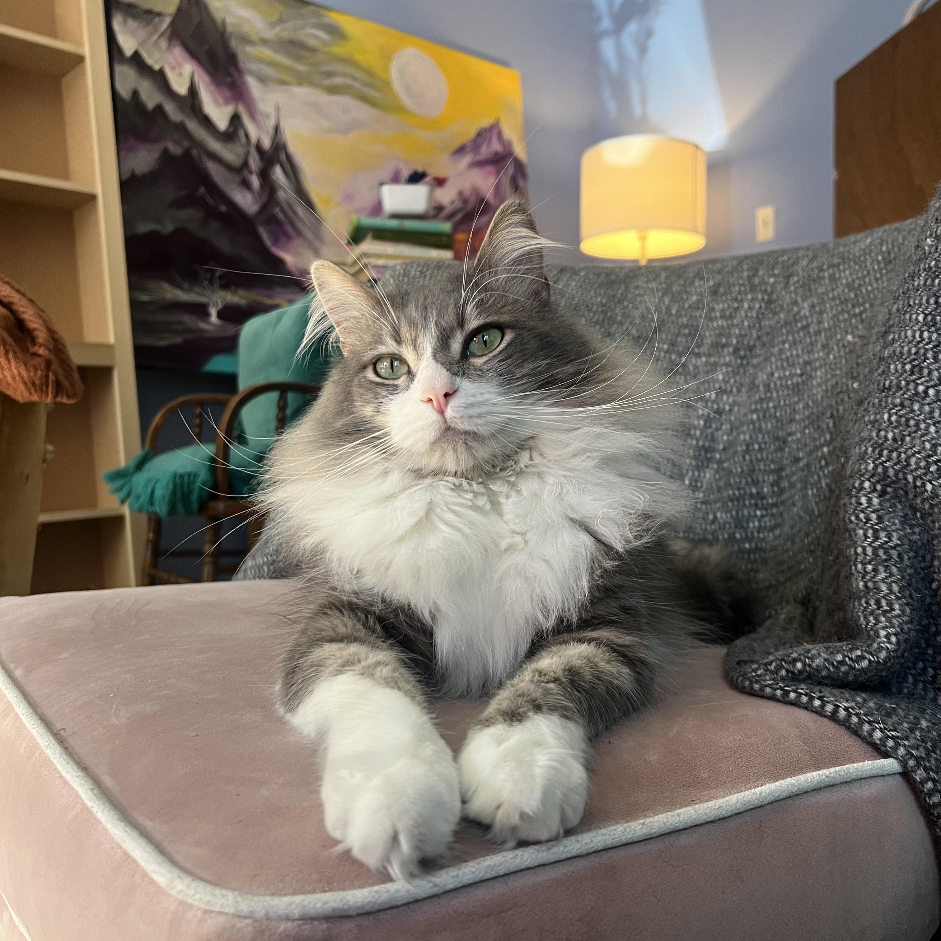Enlarge Azziz, a Adoptable Domestic Medium Hair in Los Angeles, CA image 6/6