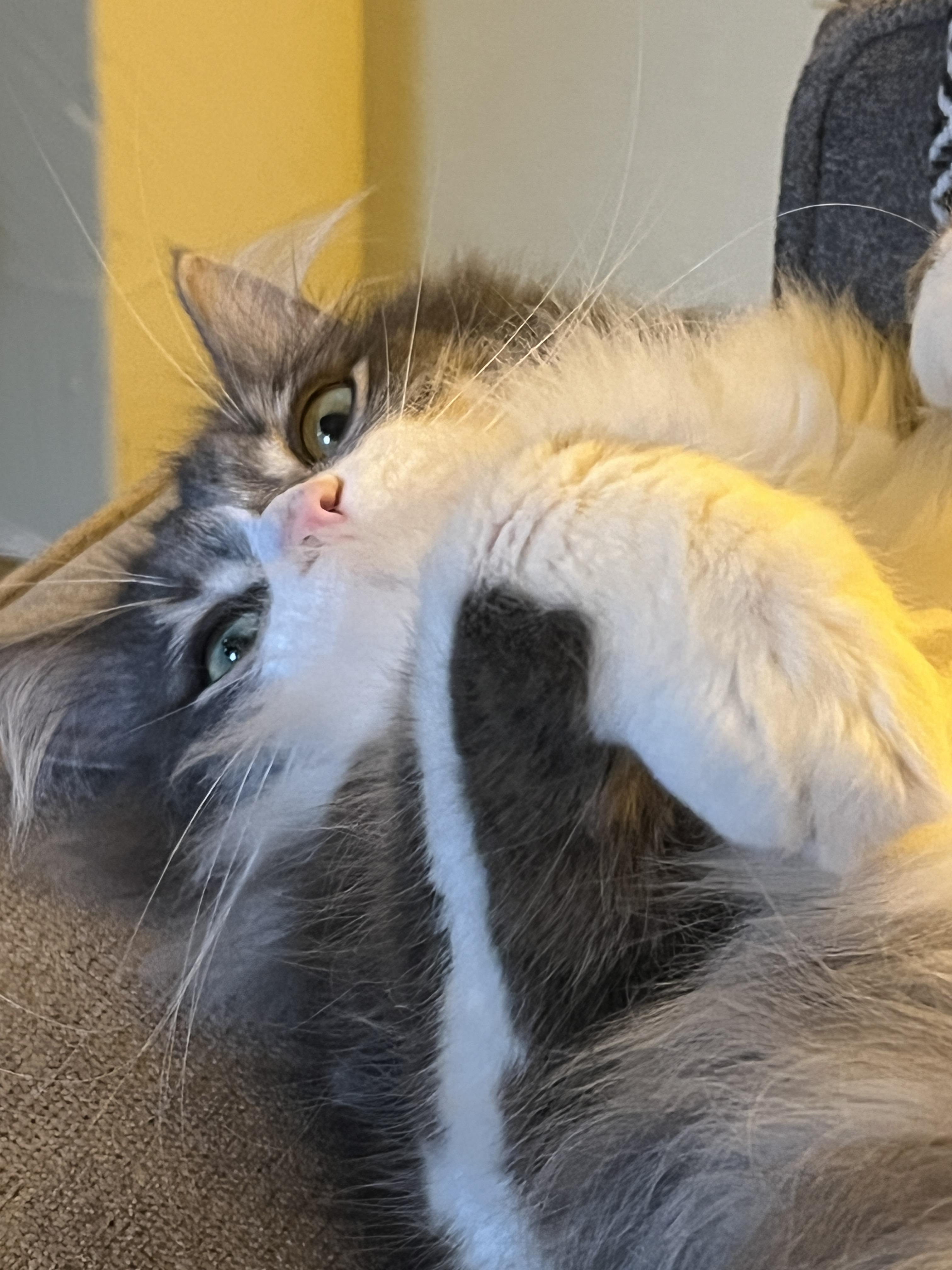 Enlarge Azziz, a Adoptable Domestic Medium Hair in Los Angeles, CA image 3/6