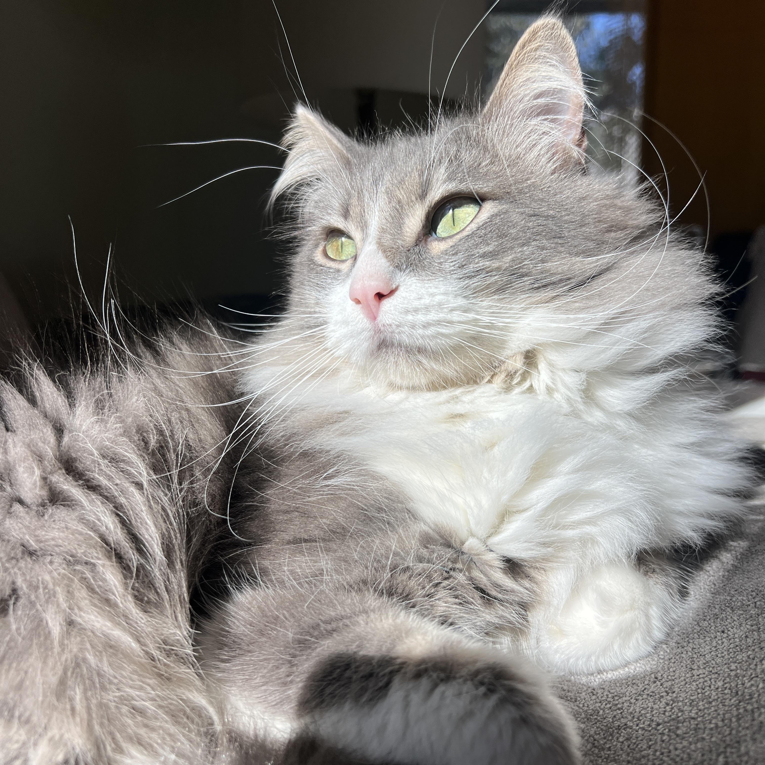 Azziz, Adoptable, Adult Male Domestic Medium Hair.