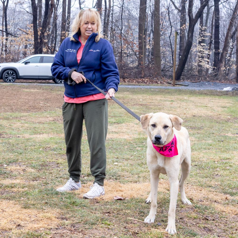 Enlarge Fawn  (Female)  , a Adoptable mixed breed in West Grove, PA image 6/6